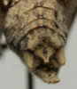 CollectionObject 1535094; 88f16536-4f93-4297-a1af-cd143ebf1639: male abdomen tip, dorsal view (syntype). (CollectionObject).