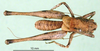 CollectionObject 1576524; 1f95881e-2ee2-4699-8ab7-32108d408b5d: male, dorsal view (paratype). (CollectionObject).