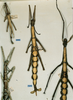CollectionObject 1558812; d55bf420-b728-4f51-ac65-3aa2206a86e3: copyright CUMZ, Cambridge. male and female (syntypes). (CollectionObject).;CollectionObject 1558813; 49704ac7-286a-4516-a3eb-2662b0db8d0f: copyright CUMZ, Cambridge. male and female (syntypes). (CollectionObject).