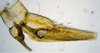 Pygofer, lateral view: !! display not done !! on T3841: Loeia Duan, 2017: (Observation).