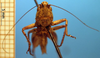 CollectionObject 1530693; 04647957-970c-4b5a-846f-93d1d3246651: male frons (syntype). (CollectionObject).