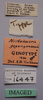 CollectionObject 1527193; 6c2224fe-0975-40b1-94eb-6b3887f0d783: male, labels (holotype). (CollectionObject).