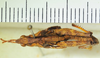 CollectionObject 1498705; c17090d7-5ef8-4672-a32b-f6e027c7f5c6: male, dorsal view. (CollectionObject).