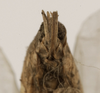 CollectionObject 1529782; e6e9efe8-86bf-4b39-b878-b7bec5229d88: female subgenital plate (holotype). (CollectionObject).