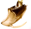 Pygofer, lateral view on Chilenana chilena DeLong & Freytag, 1967: Male [DZRJ]: pygofer, valve, subgenital plate and anal tube, lateral view. (Observation).