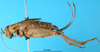 female, lateral view (syntype of Gryllus mexicanus). Depicts CollectionObject 1580492; 78f4770d-7d0f-45e9-a7f6-efb3441b56ef, a CollectionObject.