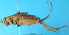 CollectionObject 1580492; 78f4770d-7d0f-45e9-a7f6-efb3441b56ef: female, lateral view (syntype of Gryllus mexicanus). (CollectionObject).
