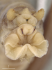 CollectionObject 1593805; 62a4fc62-32c1-4e7c-8581-18365889e3a7: male postabdomen, axial view (holotype). (CollectionObject).