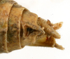 CollectionObject 1517402; 5a91da56-2447-4e0a-8327-0ce4adcced3f: male cerci (holotype). (CollectionObject).
