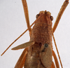 CollectionObject 1534552; ab409a91-6a6e-4d06-bb61-772477dd6f7f: female pronotum, dorsal view (holotype). (CollectionObject).