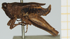 CollectionObject 1575736; 9e878cbf-1809-4b8c-913f-8c37f996ba1c, NHMUK10924461: male, lateral view (syntype). (CollectionObject).