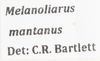 Other: !! display not done !! on Xenoliarus montanus (Metcalf, 1923): (Observation).