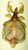 CollectionObject 1561211; 7e7b326d-215f-4dfc-9397-3fdb6666e56c: female (Holotype), copyright DEI, Eberswalde. (CollectionObject).