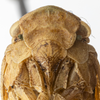 Head: (Observation).