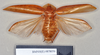 Apsidopis oxyptera (Walker, 1868): Holotype, unsexed, dorsal. BMNH(E)#878056. (Otu).