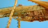 CollectionObject 1539175; UVCO 20721, 6a71003a-2569-44c8-bb57-669dc502f070: MUSENUV - 20721. male genital ventral view. (CollectionObject).