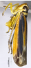 Habitus, lateral view on Bundera rufistriana Li & Wang, 2001: (Observation).