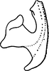 Aedeagus, lateral view on Diomma (Diomma) pulchrum (Matsumura, 1916): Aedeagus, lateral view. (Observation).