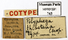 CollectionObject 1587488; MNHN(SF IMPORT DUPLICATE) MNHN-EP-EP745, 2beee2ad-f7c9-48b1-b14f-c267cf963065: CC BY-NC-ND 4.0/MNHN - Depraetere Marion - 2014. Syntype, male, of thibetana Chopard, 1922. Specimen number: MNHN-EP-EP745. http://coldb.mnhn.fr/catalognumber/mnhn/ep/ep745. (CollectionObject).