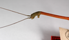 CollectionObject 1561003; c83143d6-d01a-4a93-909e-4af79135b31e: copyright ZMHB, Berlin. male: head & upper thorax, lateral view of synonym Lonchodes analis (syntype). (CollectionObject).