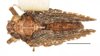 Habitus, dorsal view on Danepteryx lurida Melichar, 1906: (Observation).