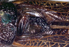 CollectionObject 1531913; 780fa7dc-9b27-4c2b-af18-6ad641a659e9: male stridulatory apparatus (syntype). (CollectionObject).