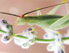 Oecanthus texensis Symes & Collins, 2013: head and base of antennae. (Otu).