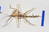 CollectionObject 1570989; 90a37768-d0db-4a5f-8117-b297ae92ee38: copyright MONZ, Wellington. male, dorsal view (paratype). (CollectionObject).;CollectionObject 1570990; 35992bb9-3ca7-4308-a1df-d86fc629e7f0: copyright MONZ, Wellington. male, dorsal view (paratype). (CollectionObject).