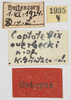CollectionObject 1574853; 41c6da46-9de7-4701-b31c-60bdae42dce7: labels (syntype). (CollectionObject).