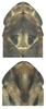 Head on Arboridia (Arborifera) surstyli Cai & Xu, 2006: Head. (Observation).