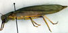 CollectionObject 1500441; cd479579-53af-46a4-b2bb-41f2d7035c70: male (syntype of Mataeus longipennis). (CollectionObject).