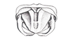 Orotettix andeanus (Bruner, 1913): Fig. 19. epiproct and cerci, dorsal view. (Otu).