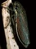 Habitus, dorsal view: U.S.A., Nebraska, Sioux Co., Rt.20 1mi E of Harrison. Photo: R. Rakitov. (Observation).