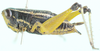 Labidioloryma strictoforceps Grunshaw, 1986: female, lateral view. (Otu).