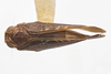 Habitus, dorsal view: (Observation).