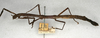 CollectionObject 1557700; NMW 520', c25b96cd-3392-4795-80c6-53a3a0f74088: copyright NMW, Vienna. female, lateral view (syntype). (CollectionObject).