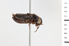 CollectionObject 1506067; 83fd58c7-45d4-404a-84f3-d42a732b1a2c: Male. Syntype. Chile. (CollectionObject).
