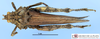 CollectionObject 1513119; 9203d50d-8515-4d5c-b150-544ce419ea18, MLP3492/1: male, dorsal view (holotype). (CollectionObject).