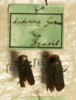 Other: !! display not done !! on Acmonia dichroa (Germar, 1830): (Observation).