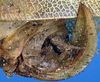 CollectionObject 1516792; 8f0fa74c-5a14-4dc0-bf58-4b195b214fe5: female ovipositor (syntype). (CollectionObject).