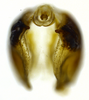 Pygofer, posterior view on Coarctana rana (DeLong & Wolda, 1982): Male [DZRJ]: pygofer and anal tube, posterior view. (Observation).