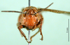 CollectionObject 1501598; 2808deb0-df36-48f0-93e1-8b7aa76e8d0a, DORSA BA000231S01: male, frontal view (holotyoe of Catantops villosus violaceipennis). (CollectionObject).