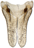 Subgenital plate: !! display not done !! on Dorycephalus Kouchakéwitch, 1866: Dorycephalus baeri, subgenital plates (INHS). (Observation).