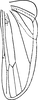 Hind wing on Shaddai typicus Distant, 1918: Hind wing. (Observation).