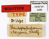 CollectionObject 1587754; MNHN(SF IMPORT DUPLICATE) MNHN-EP-EP1430, 3dd7592d-3864-49c4-8663-987dae0d0996: CC BY-NC-ND 4.0/MNHN - Depraetere Marion - 2014. Holotype, female, of elegans Shelford, 1907. Specimen number: MNHN-EP-EP1430. http://coldb.mnhn.fr/catalognumber/mnhn/ep/ep1430. (CollectionObject).