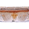 Ovipositor on Bretega furciverpa Stiller, 2017: Ovipositor. (Observation).