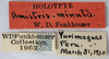 Other on Amastris minuta Funkhouser, 1922: (Observation).