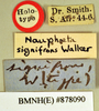 Oxyhaloa deusta (Thunberg, 1784): Holotype, female, labels. BMNH(E)#878090. (Otu).