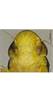 Head: face. (Observation).
