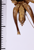 CollectionObject 1505606; bc463918-dc15-47fd-a268-c3531eb2c5bc: male, ventral view (holotype). (CollectionObject).